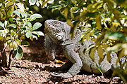 Picture 'Cur2_1_06340 Green Iguana, Curacao'